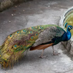 Fountain of Youth Archaeological Park - St. Augustine