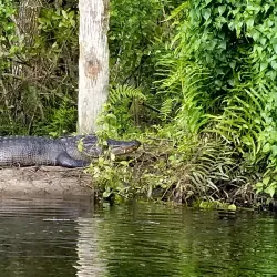 Halpatiokee Regional Park - Stuart
