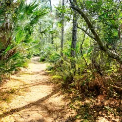 Halpatiokee Regional Park - Stuart