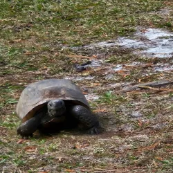 Halpatiokee Regional Park - Stuart