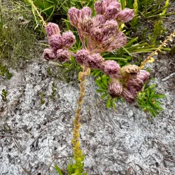 Bob Rumbaugh Nature Trail - Sun City Center