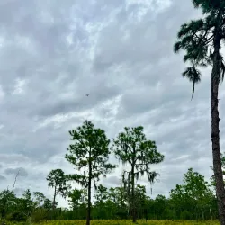 Bob Rumbaugh Nature Trail - Sun City Center