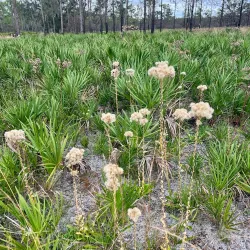 Bob Rumbaugh Nature Trail - Sun City Center
