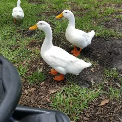 Crescent Lake Park - Sun City Center