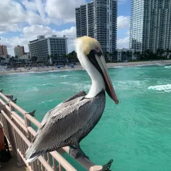 Pier Park - Sunny Isles Beach