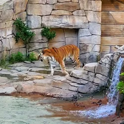 Busch Gardens Tampa Bay - Tampa