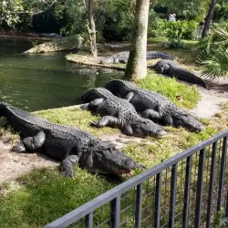 Busch Gardens Tampa Bay - Tampa