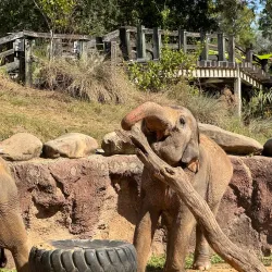 Busch Gardens Tampa Bay - Tampa
