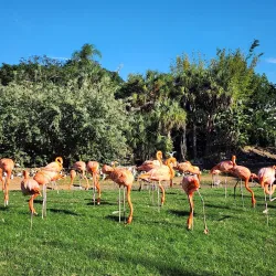 Busch Gardens Tampa Bay - Tampa
