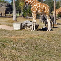 Busch Gardens Tampa Bay - Tampa