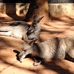 Busch Gardens Tampa Bay - Tampa