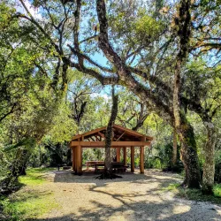Lettuce Lake Park - Tampa