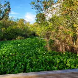 Lettuce Lake Park - Tampa