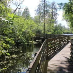 Lettuce Lake Park - Tampa