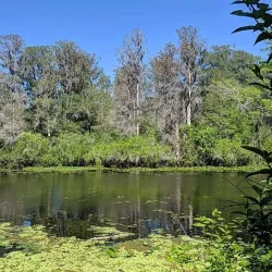 Lettuce Lake Park - Tampa