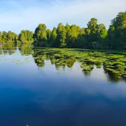 Lettuce Lake Park - Tampa
