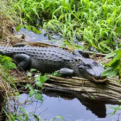 Lettuce Lake Park - Tampa