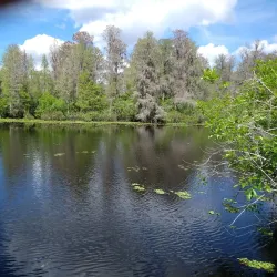 Lettuce Lake Park - Tampa