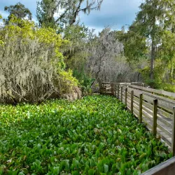 Lettuce Lake Park - Tampa