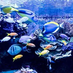 The Florida Aquarium - Tampa