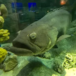 The Florida Aquarium - Tampa