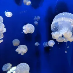 The Florida Aquarium - Tampa