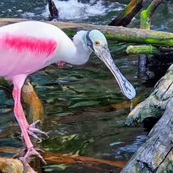 The Florida Aquarium - Tampa