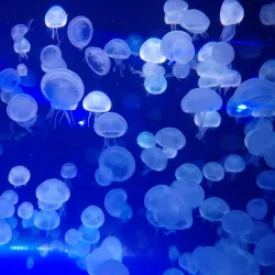 The Florida Aquarium - Tampa