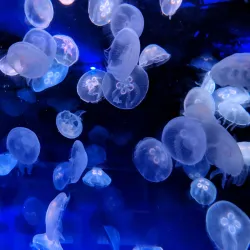 The Florida Aquarium - Tampa