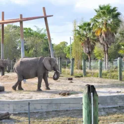 ZooTampa at Lowry Park - Tampa