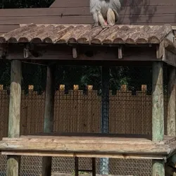 ZooTampa at Lowry Park - Tampa