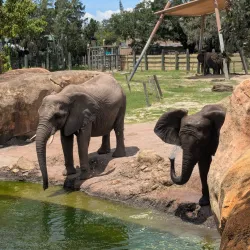 ZooTampa at Lowry Park - Tampa