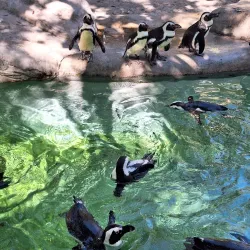 ZooTampa at Lowry Park - Tampa