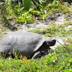 Canaveral National Seashore - Titusville