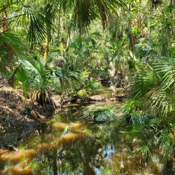 Enchanted Forest Sanctuary - Titusville