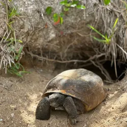 Enchanted Forest Sanctuary - Titusville