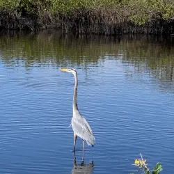 Merritt Island National Wildlife Refuge - Titusville
