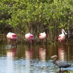 Merritt Island National Wildlife Refuge - Titusville