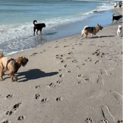 Brohard Paw Park - Venice