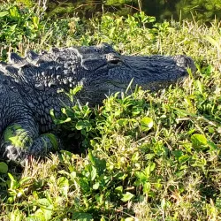 Brohard Paw Park - Venice