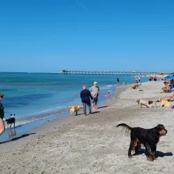 Brohard Paw Park - Venice