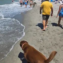 Brohard Paw Park - Venice