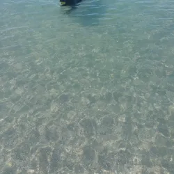 Brohard Paw Park - Venice