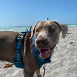 Brohard Paw Park - Venice