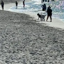 Brohard Paw Park - Venice