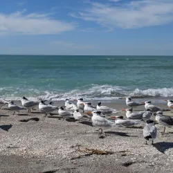 Venice Beach - Venice