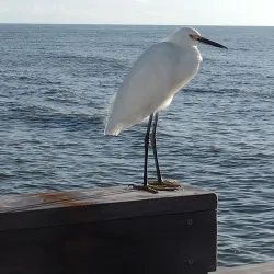 Venice Beach - Venice