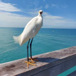 Venice Fishing Pier - Venice
