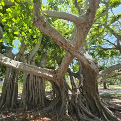 Venice Historic Downtown - Venice
