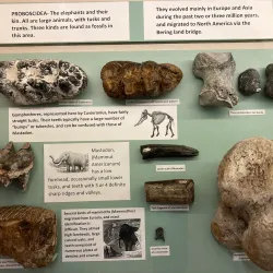 Venice Museum & Archives - Venice